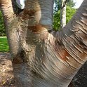 Betula albosinensis ecorce